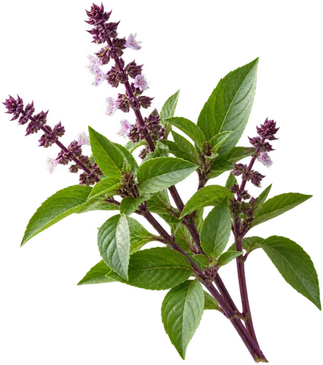 A sprig of Thai basil with purple stems and flowers