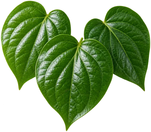 Three glossy, heart-shaped betel leaves