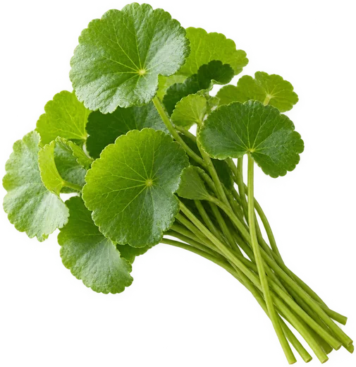 A small bunch of pennywort with round, scalloped leaves