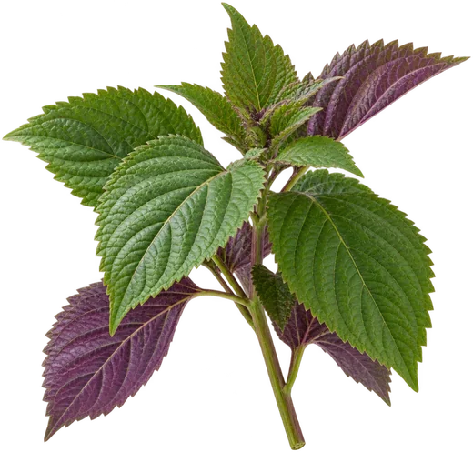 A sprig of perilla, green on top and purple underneath